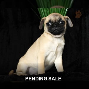 Pedigree pug puppies for sale cheap